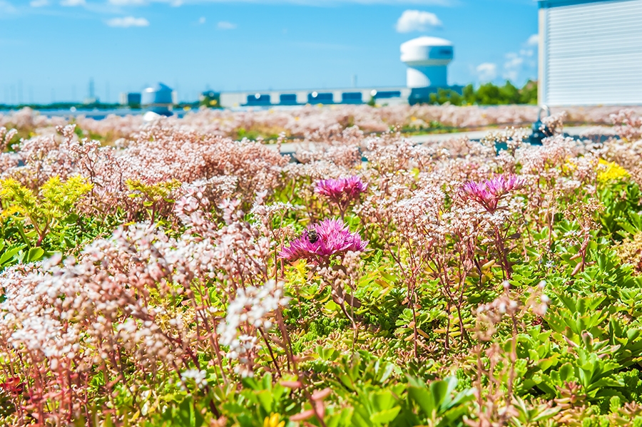 Waterproofing Green Roofs