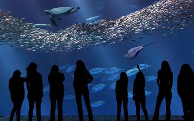 Specialty Applications: Monterey Bay Aquarium