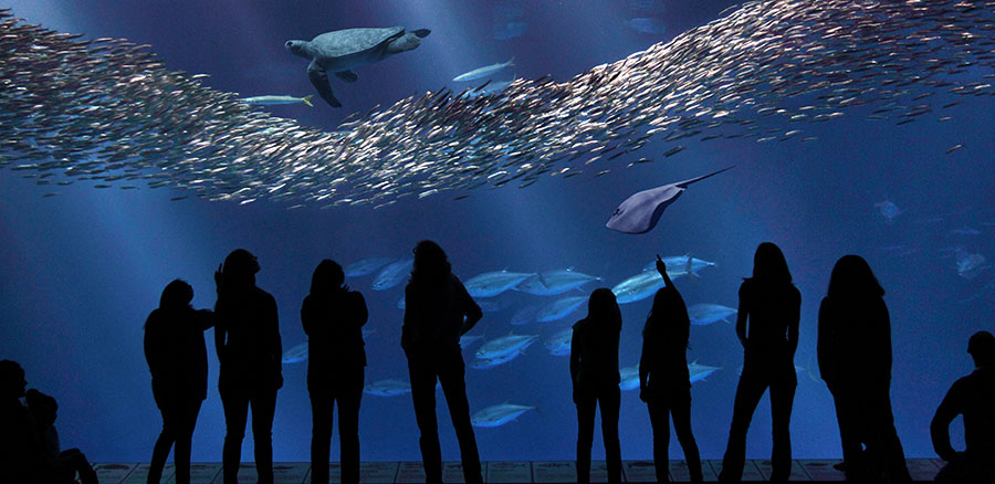 Specialty Applications: Monterey Bay Aquarium