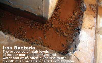 Iron Bacteria: The Red Stuff