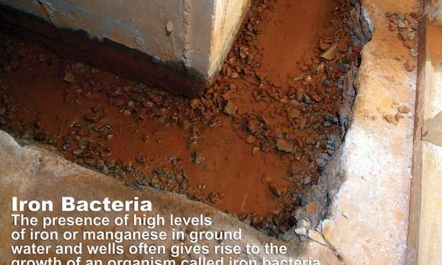 Iron Bacteria: The Red Stuff