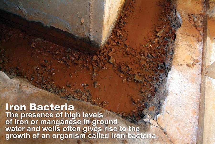 Iron Bacteria: The Red Stuff