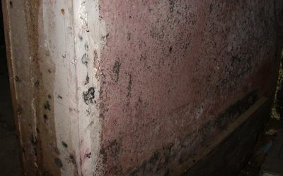 Mold Remediation: An Update