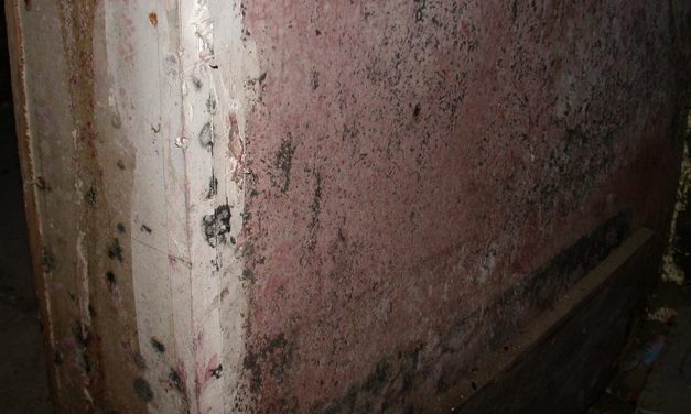Mold Remediation: An Update