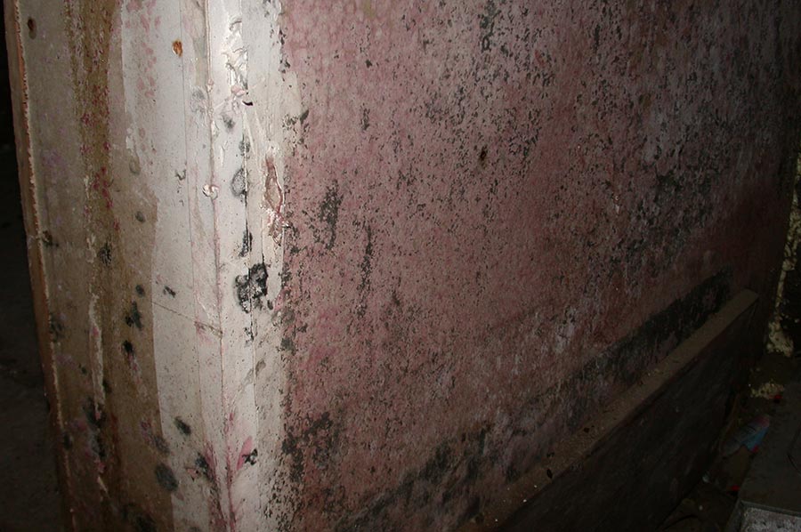 Mold Remediation: An Update