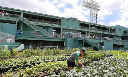 Green Roof for A Stadium