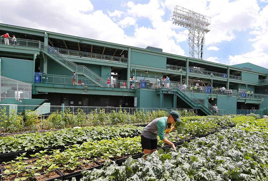 Green Roof for A Stadium