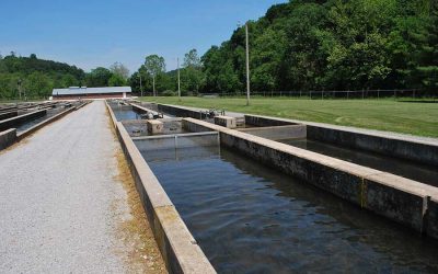 Rehabilitating Reeds Creek Fish Hatchery