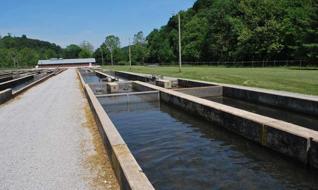 Rehabilitating Reeds Creek Fish Hatchery