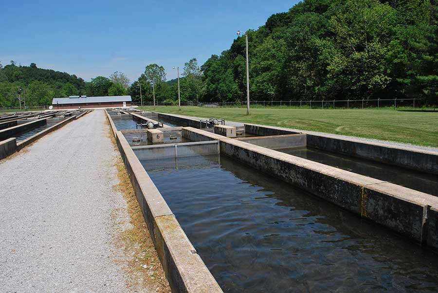 Rehabilitating Reeds Creek Fish Hatchery