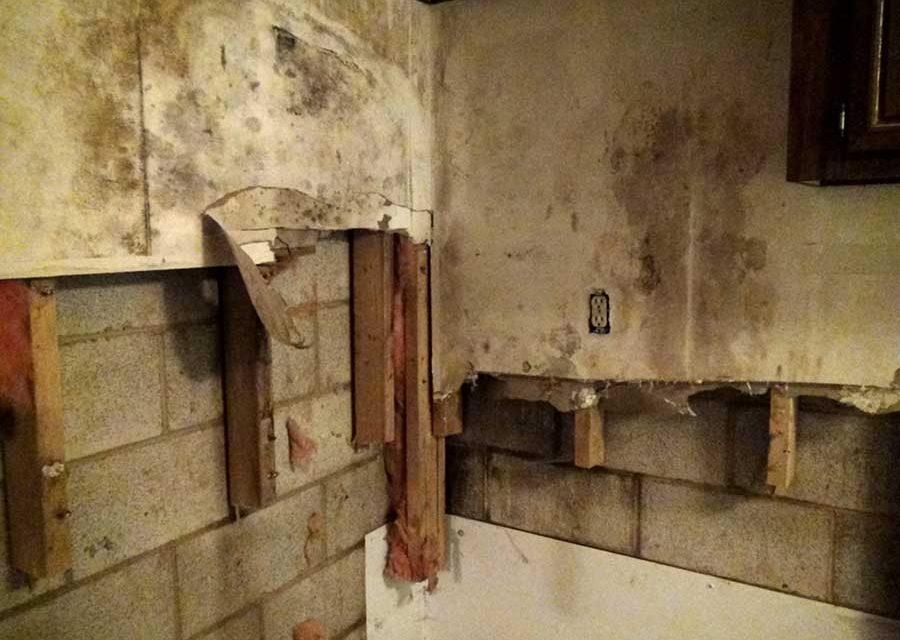 Mold Growth in New Construction