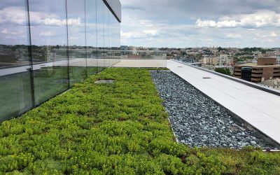 Installing and Protecting Green Roofs